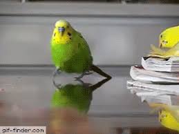 Bird Is The Word Gif Https Encrypted Tbn0 Gstatic Com Images Q Tbn 3aand9gcqxhtivod1l8nnrm9ynw Kbk Gi1cjgnm4sog Usqp Cau