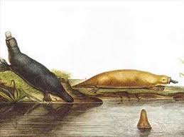 Humans have kept camels for thousands of years because of their extraordinary ability to withstand hunger and thirst for long in the most inhospitable environments. Evolution And The Platypus Youtube