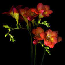Magda Indigo Botanical Flowers Pretty Flowers Indoor Flowering Plants