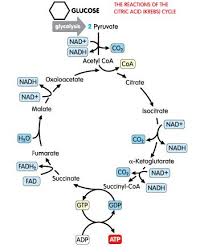 Pin On Cell Respiration