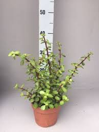 Image result for Grona afra