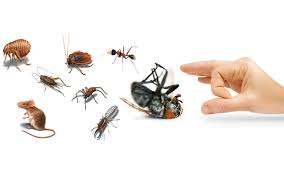 This will help you understand which type may be better suited for a pest free home. Pest Control Service Nozihle Cleaning Services How To Get Rid Of Pests
