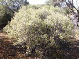 Image result for Melhania acuminata