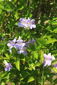 Image result for Bignonia callistegioides