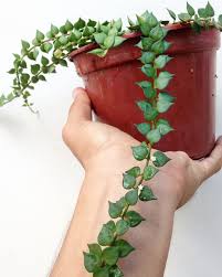 Sabia Que E Possivel Uma Suculenta Mudar De Cor Cactos E Suculentas Suculentas Cactos