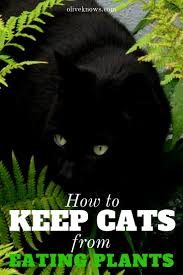 How To Keep Cats From Eating Plants Oliveknows Cat Care Cat Behavior Cat Safety