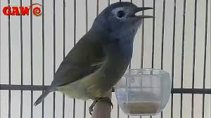 For your search query decu kembang gacor mp3 we have found 1000000 songs matching your query but showing only top 10 results. Pancingan Burung Decu Kembang Youtube