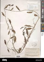 Image result for Aniseia martinicensis