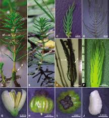 Image result for Haloragaceae