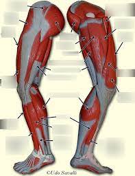 Find the perfect leg muscle diagram stock photos and editorial news pictures from getty images. Leg Bone And Muscle Diagram Benefit Pt S Anatomy Series The Ankle Also A Little Diagram Displaying How I Will Fuse Human Hair With Feathers To Make A Hairfeather Elyse Zendejas