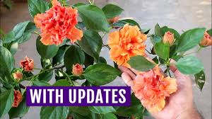 Check spelling or type a new query. My No 1 Secret To Force Hibiscus To Bloom Youtube
