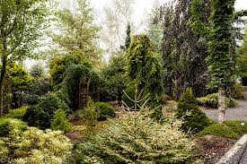Juniper topiary trees trimed, japanese garden. Coenosium Gardens A Conifer Laboratory American Conifer Society