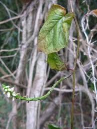 Image result for Basellaceae