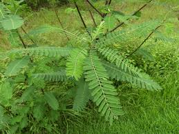 Image result for Sesbania sesban