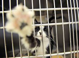 Liberty Humane Society S Contract With Jersey City Nearly Doubled Humane Society Animals Animal Shelter
