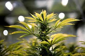 Resultado de imagen de Legalization