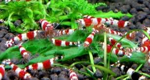 Maybe it's time to change search parameters. Percantik Akuarium Dengan Udang Red Bee