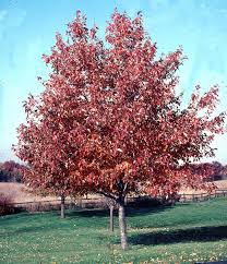 Check spelling or type a new query. Red Sunset Maple Wyoming Plant Company