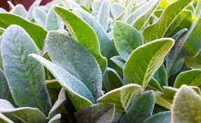 While most often grown as an ornamental, this plant has other uses as well. Growing Lamb S Ear How To Plant Lamb S Ears