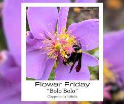 Image result for Clappertonia ficifolia