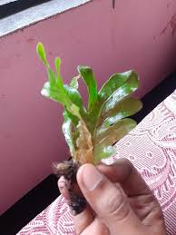 Image result for Hydrostachys polymorpha