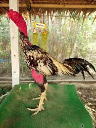 Ada pertengkaran tentang pertarungan sabung ayam yang menyebabkan penembakan, situs web kementerian keamanan publik vietnam melaporkan. This Chicken Is A Mixture Of Chicken Vietnam In Thailand Ayam