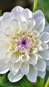 Pin On Flowers