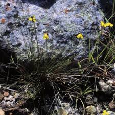 Image result for Xyris asterotricha