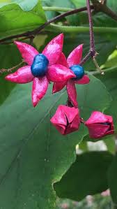 Check spelling or type a new query. Clerodendrum Trichotomum Shrub Glory Tree Bower Buy Uk