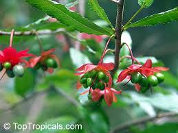 Image result for Ochna atropurpurea
