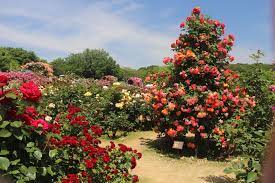 Provided to youtube by universal music grouprose garden · demi lee moorecountry℗ 2019 coleske artistreleased on: Keisei Rose Garden Japan