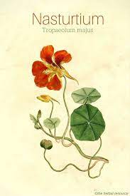 Nasturtium Benefits Uses And Side Effects Herbalism Nasturtium Herbal Plants