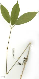 Image result for Sterculia schliebenii