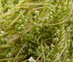 Image result for Cuscuta kilimanjari