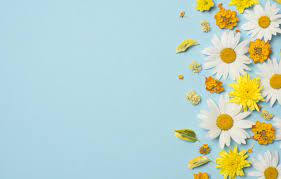 Download high quality flower pictures for your mobile, desktop or website. Wallpaper Flowers Chamomile White Chrysanthemum Yellow Flowers Background Blue Background Camomile Floral Images For Desktop Section Cvety Download