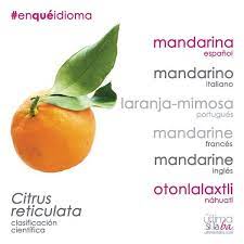 Twitter Palabras En Nahuatl Palabras Ortografia