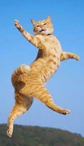 Funny Cat Meme Photos Funny Animals Cute Animals Baby Cats
