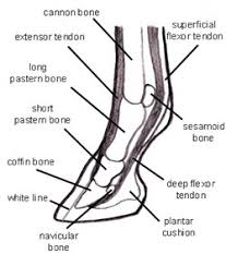 The pelvic limb typically contains 19 bones, while the thoracic limb contains 20 bones. How Equine Forelimb Anatomy Plays Out With Conformation And Soundness