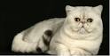 Exotic Shorthair Persian Kittens | Exotic Shorthair ...