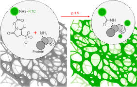 In vivo fluorescent labeling and tracking of extracellular matrix