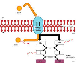 Check spelling or type a new query. 3 3 Unique Characteristics Of Prokaryotic Cells Microbiology Canadian Edition