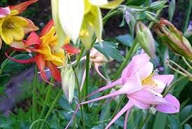 Image result for Aquilegia pompom mix