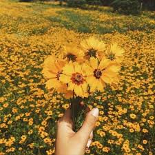 Beautiful Yellow Flowers Mooie Wallpapers Achtergronden Wallpaper Achtergronden