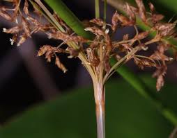 Image result for Fimbristylis complanata