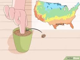 We did not find results for: 4 Ways To Grow Rhubarb From Seed Wikihow