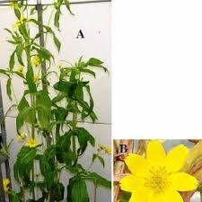 Image result for Guizotia scabra