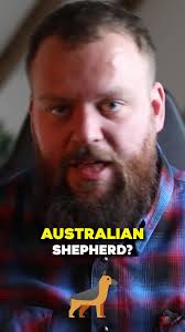 Worst thing about the Australian Shepherd #fyp #dogbreeds  #australianshepherd