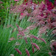 Image result for Melinis nerviglumis