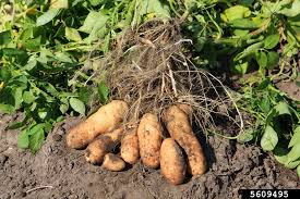 Image result for Solanum tuberosum