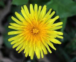 Dandelion In Flower Dandelion Wild Flowers Yellow Flowers
